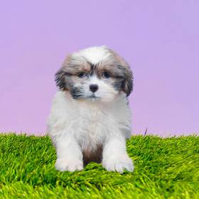 Shih Tzu