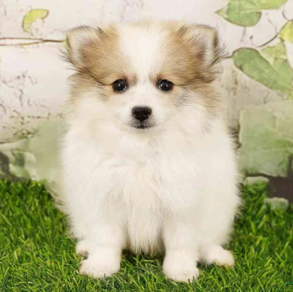 Image of a pet breed in the gallery