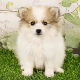 PomChi