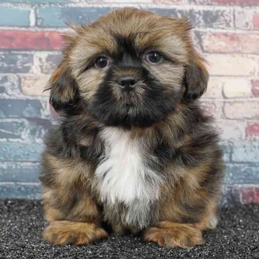 Image of a pet breed in the gallery