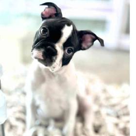 Boston Terrier