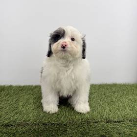 Mini Aussiedoodle