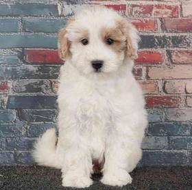 2nd Gen Mini Goldendoodle