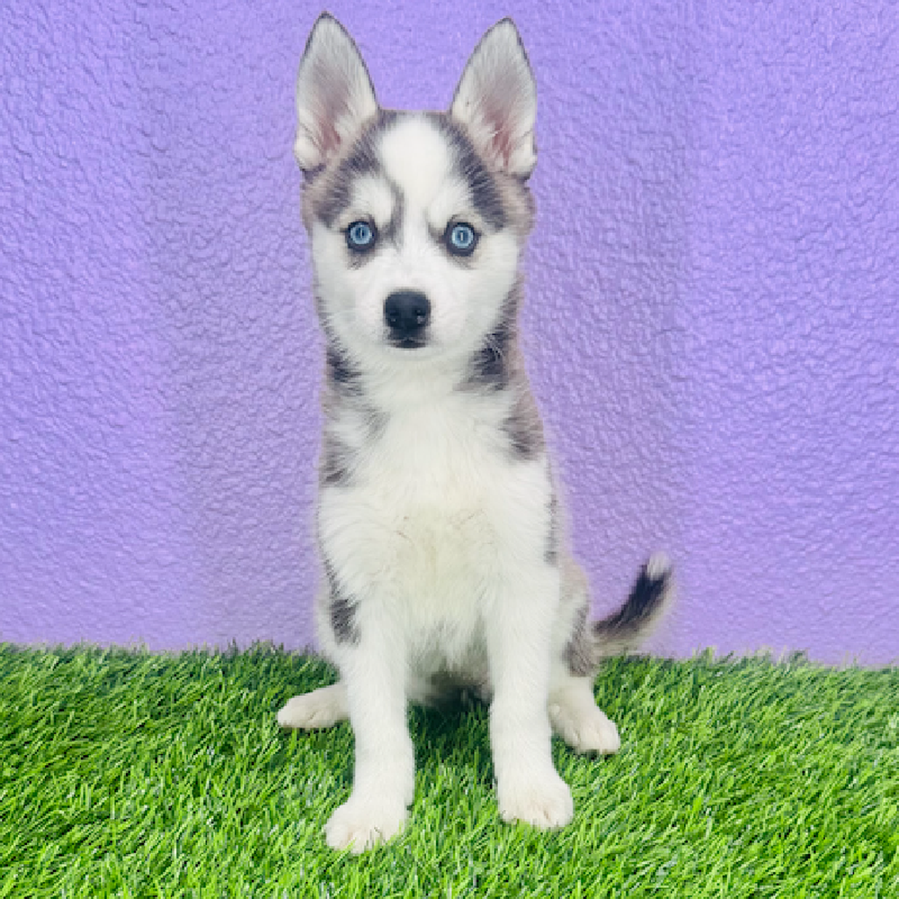 Image of a pet breed in the gallery