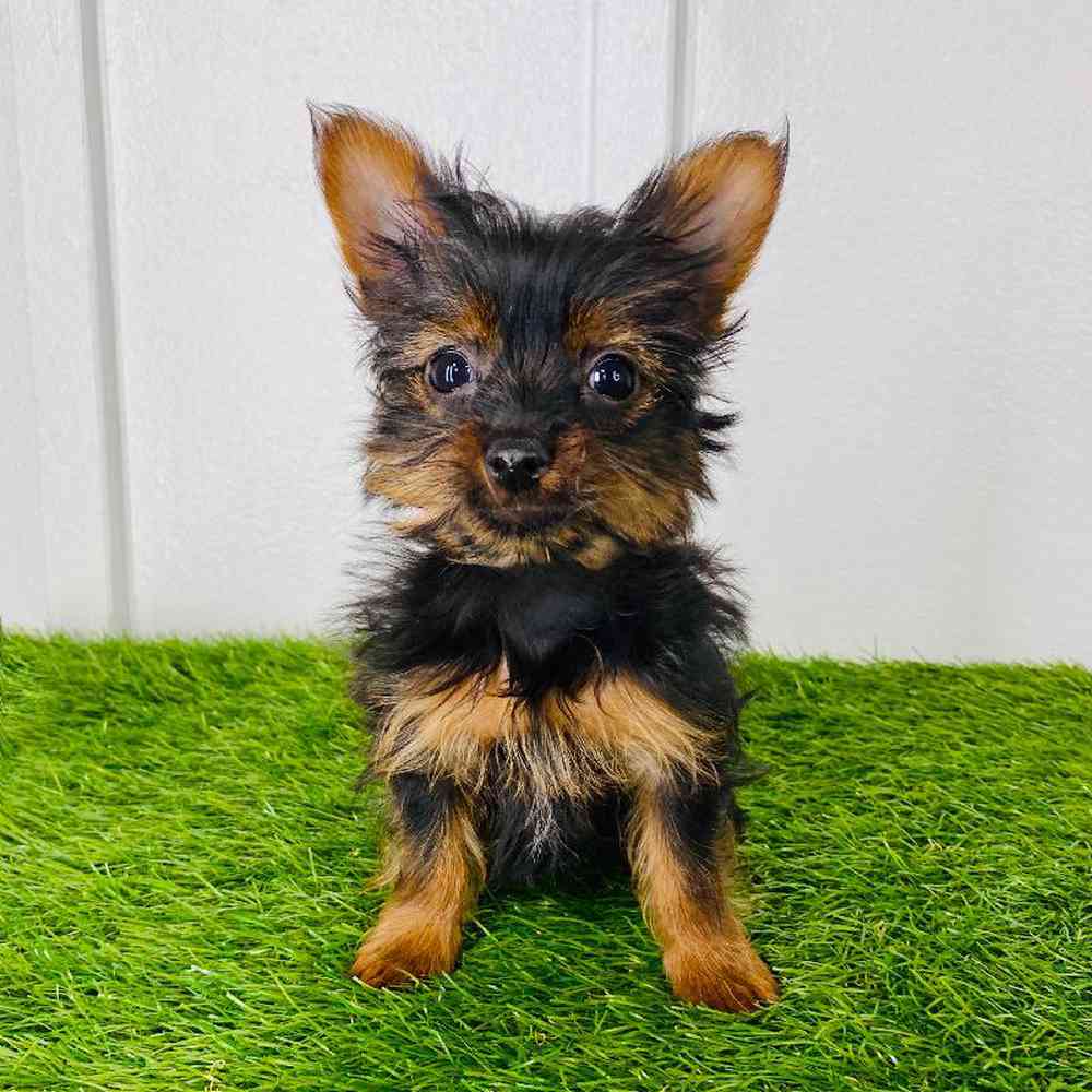 Image of a pet breed in the gallery