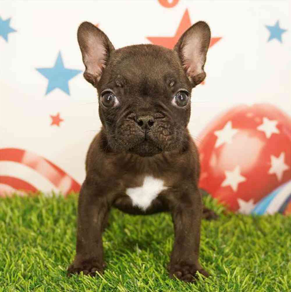 pet breed image