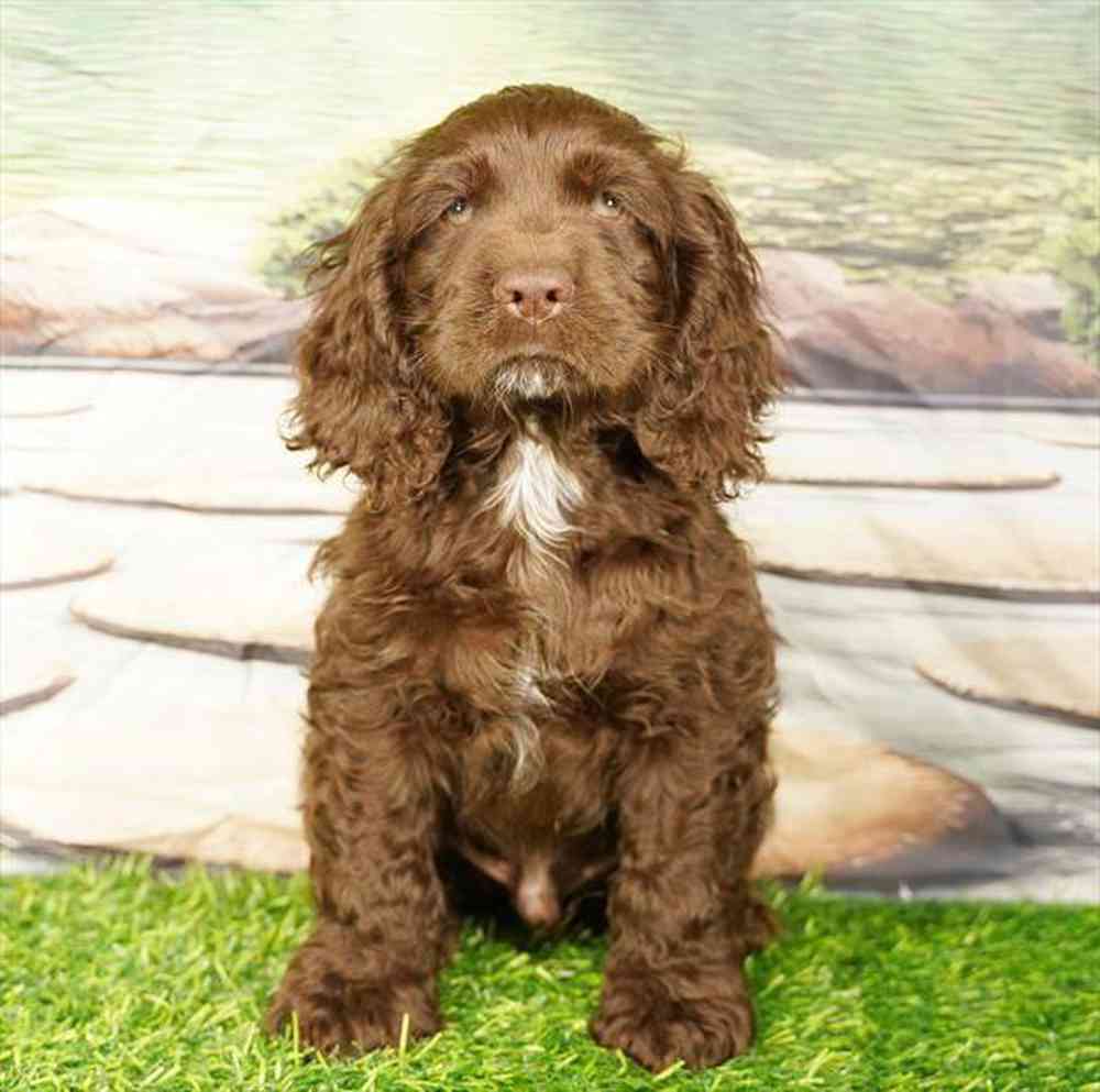 Image of a pet breed in the gallery