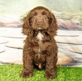 Cocker Spaniel