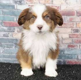 Mini Australian Shepherd
