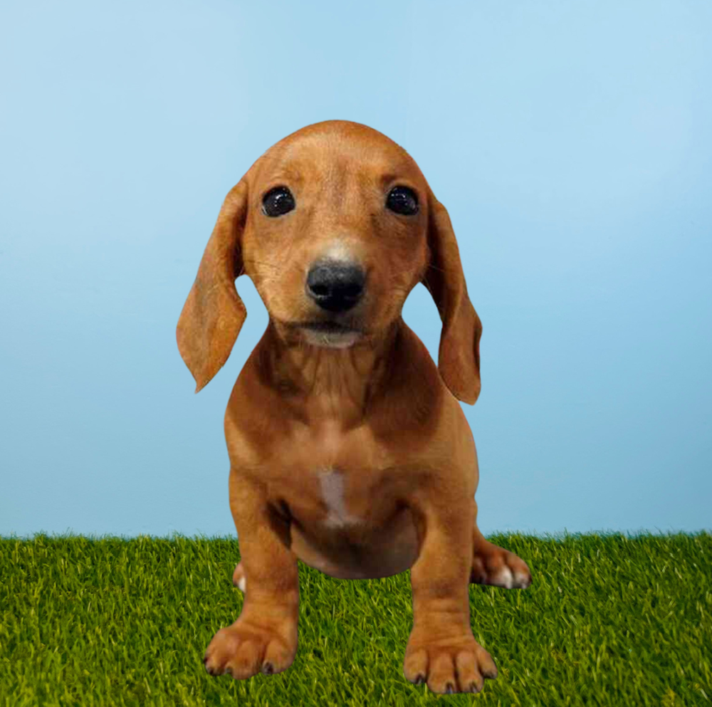 Female Dachshund Puppy for Sale in Tolleson, AZ