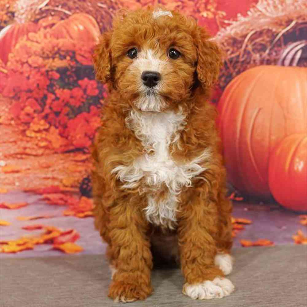 Image of a pet breed in the gallery