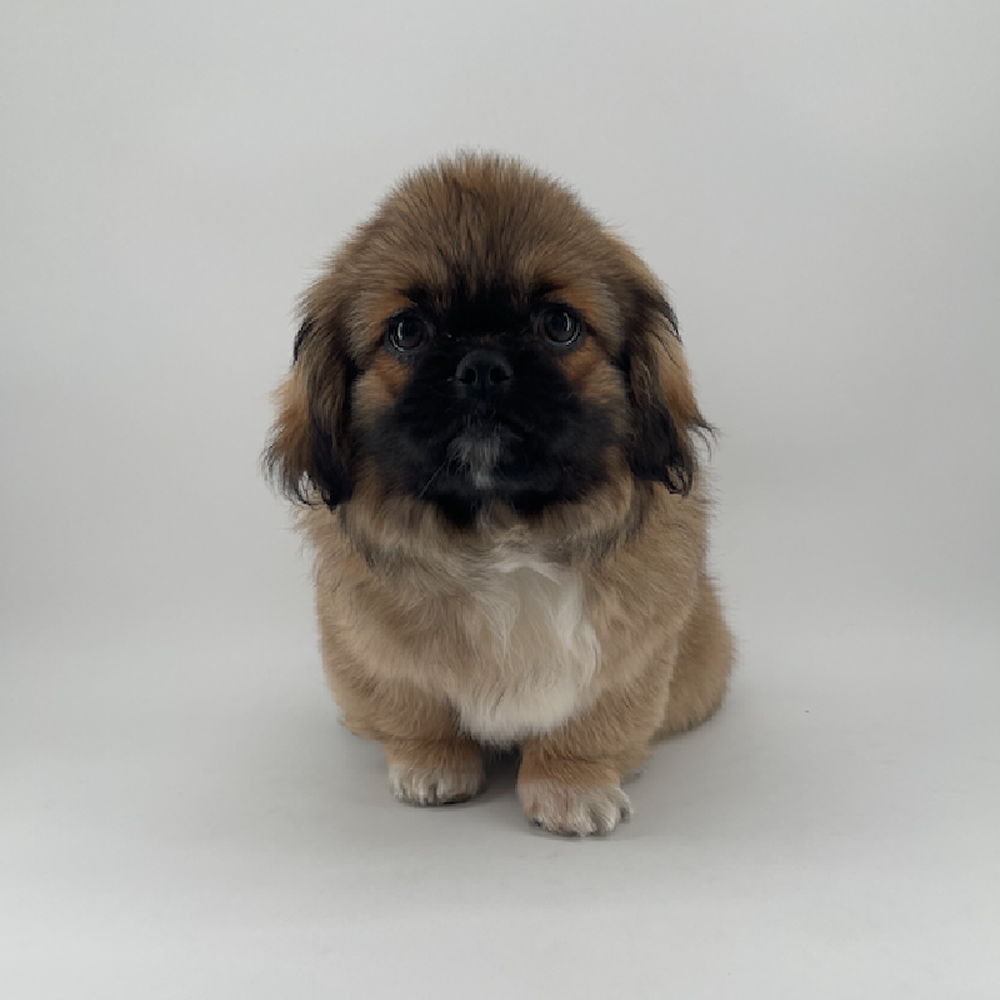 pet breed image