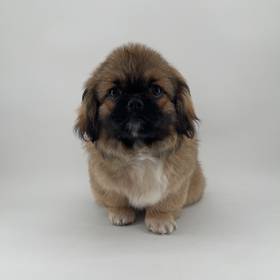 Pekingese