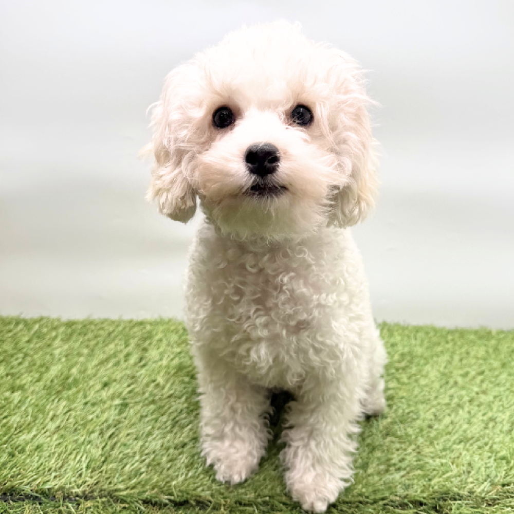 pet breed image