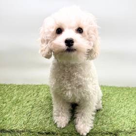 Poodle