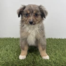 Mini Australian Shepherd