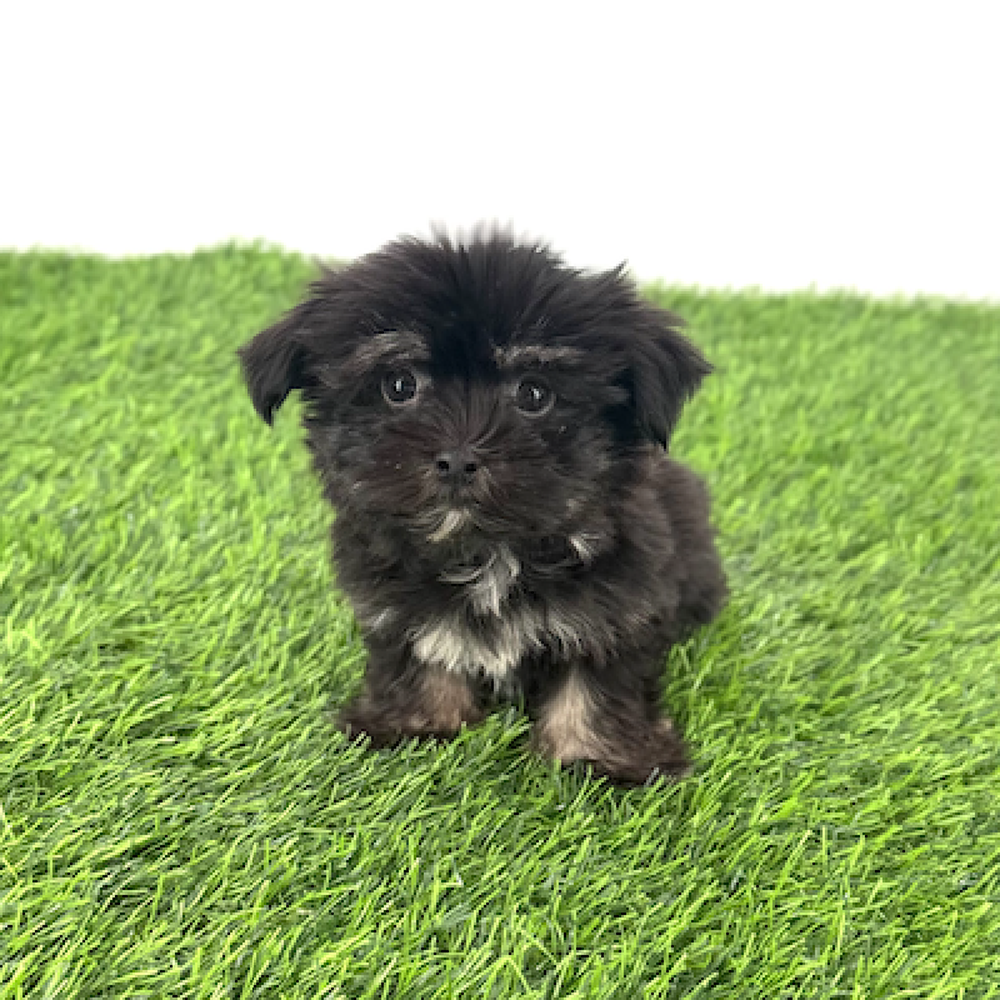 Image of a pet breed in the gallery