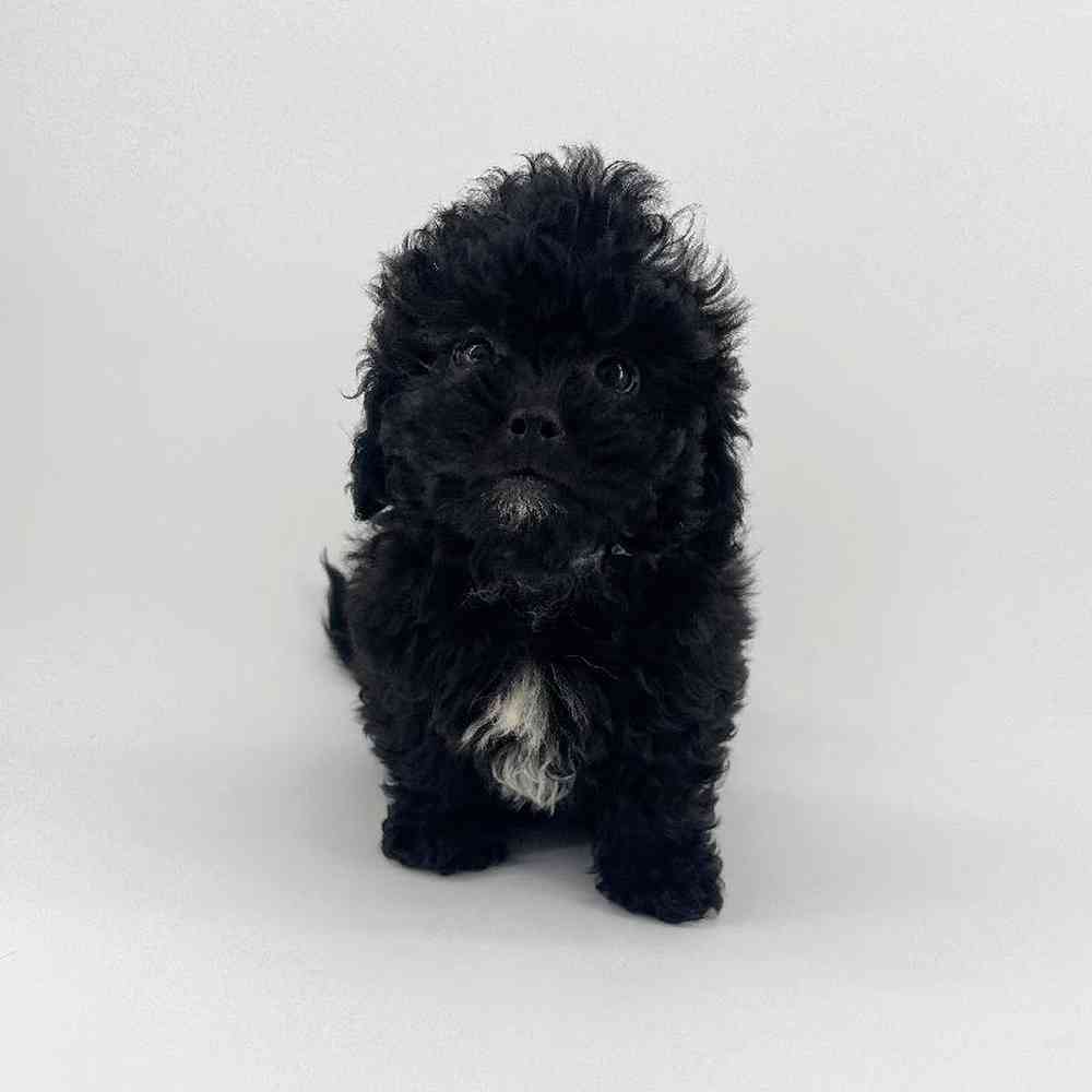 pet breed image