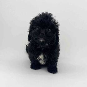 Shizapoo
