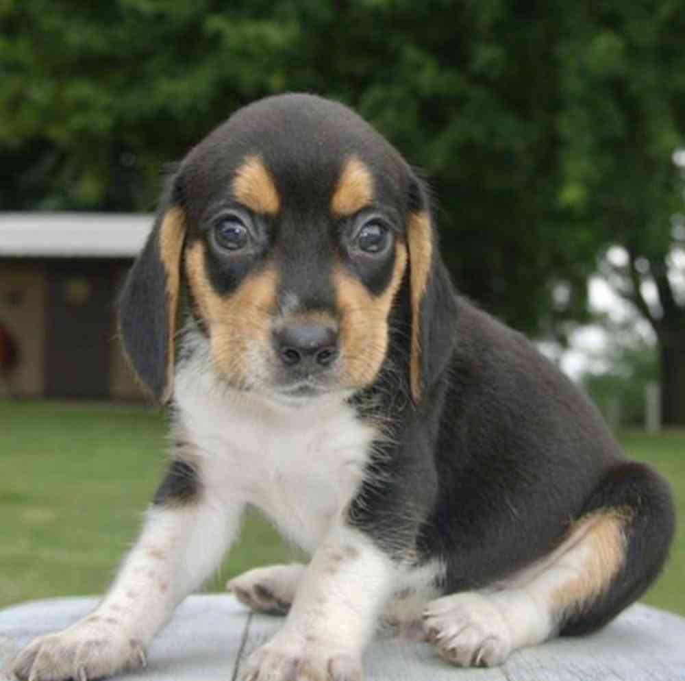 pet breed image