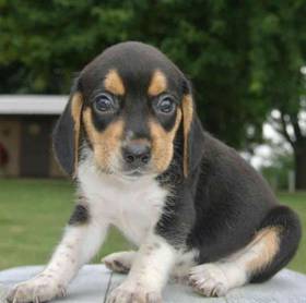 Beagle