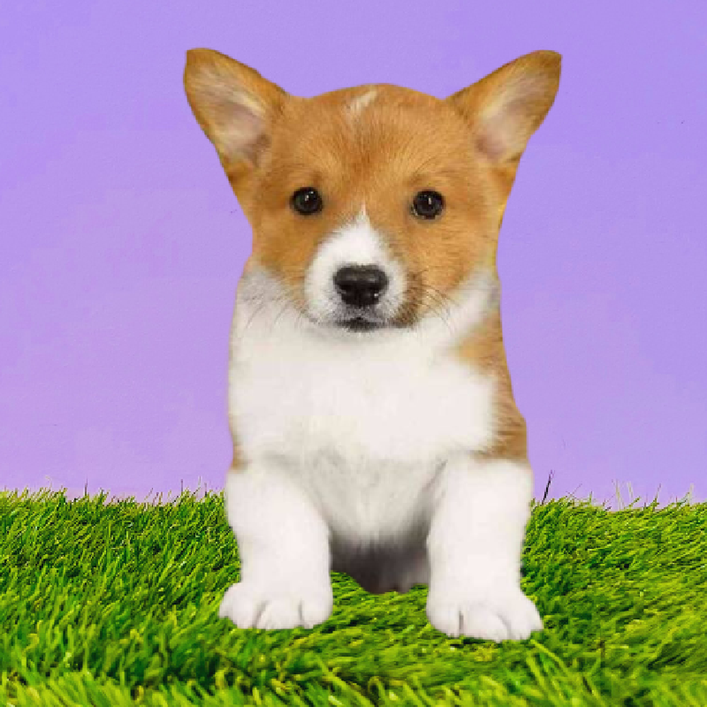 Male Pembroke Welsh Corgi Puppy for Sale in Marietta, GA