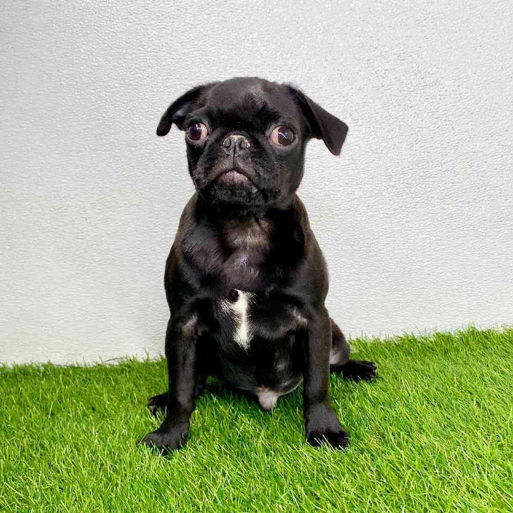 Image of a pet breed in the gallery