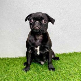 Pug