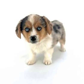 Pembroke Welsh Corgi