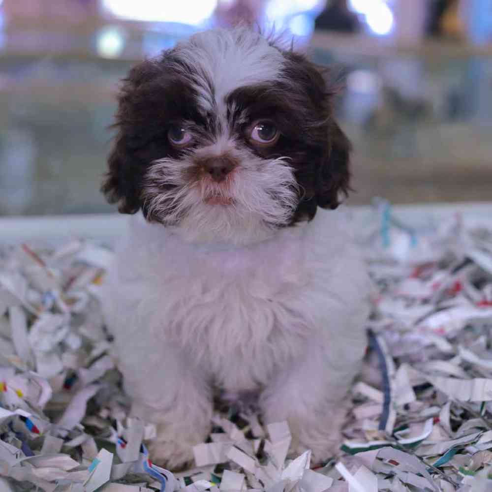 carousel pet images