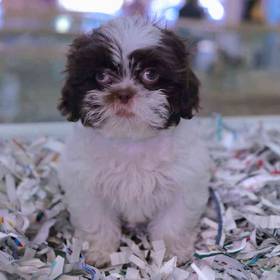Shih Tzu