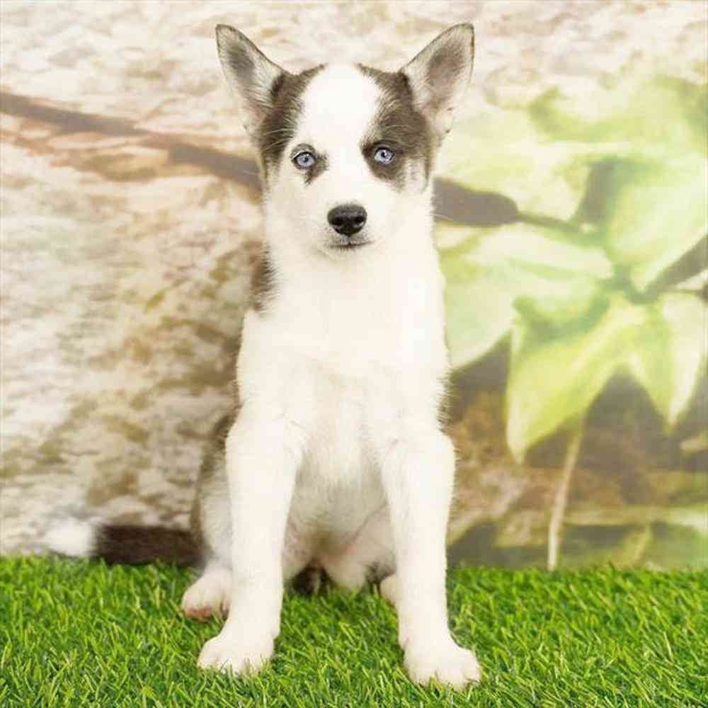 Image of a pet breed in the gallery