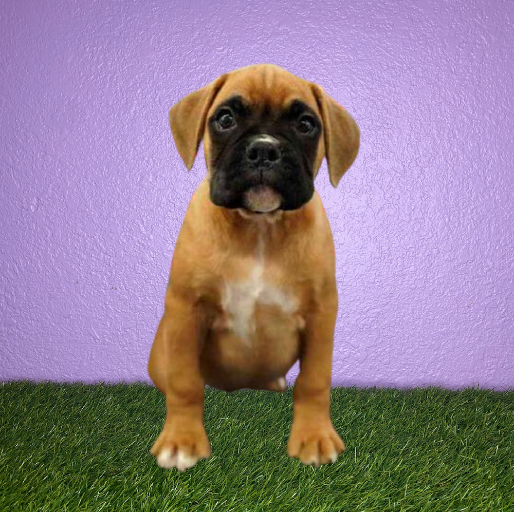 Male Boxer Puppy for Sale in New Braunfels, TX