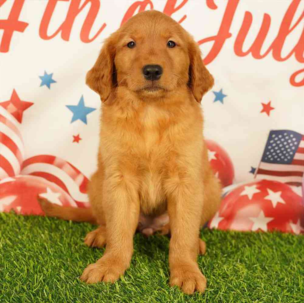 pet breed image