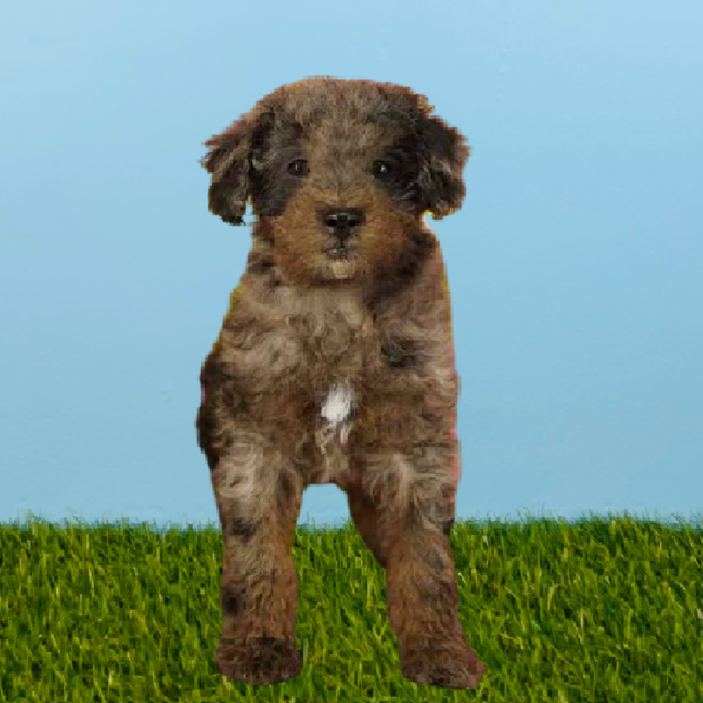 Male 2nd Gen Mini Goldendoodle Puppy for Sale in Pasadena, TX