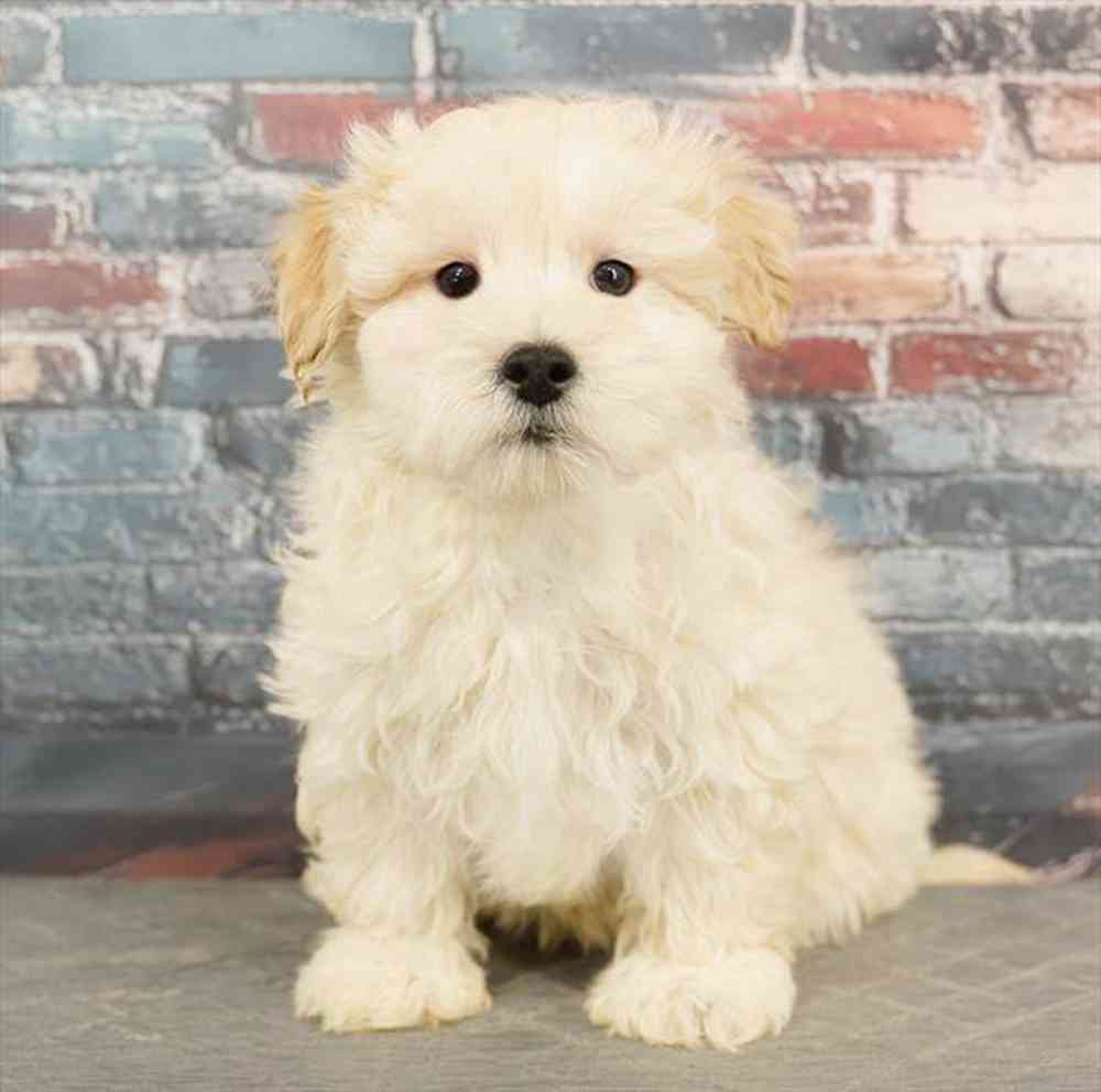 Image of a pet breed in the gallery