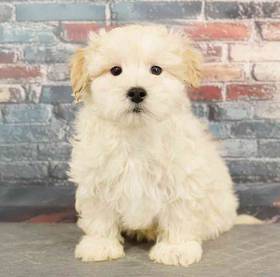 Maltipoo