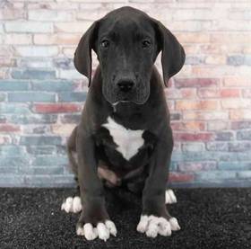 Great Dane