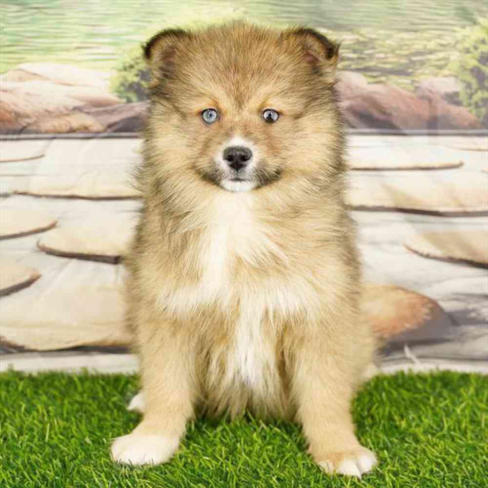 Image of a pet breed in the gallery