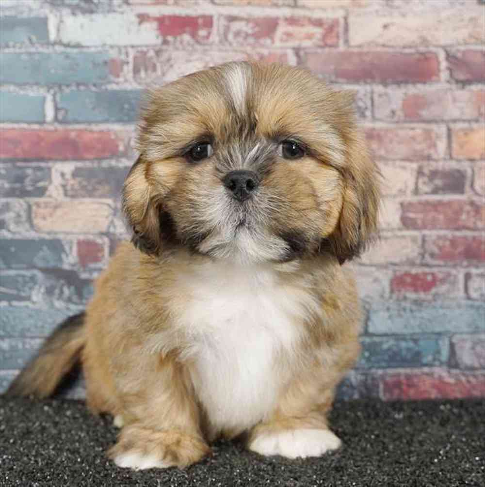 pet breed image