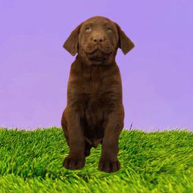 Labrador Retriever