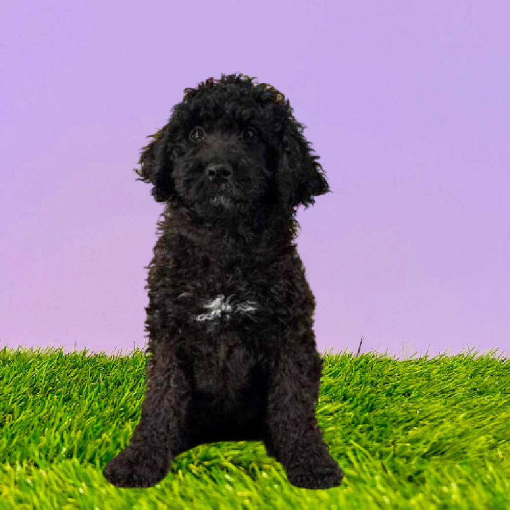 Female 2nd Gen Standard Bernedoodle Puppy for Sale in Marietta, GA