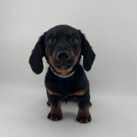 Dachshund