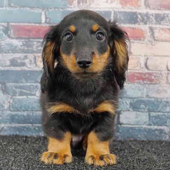 Dachshund