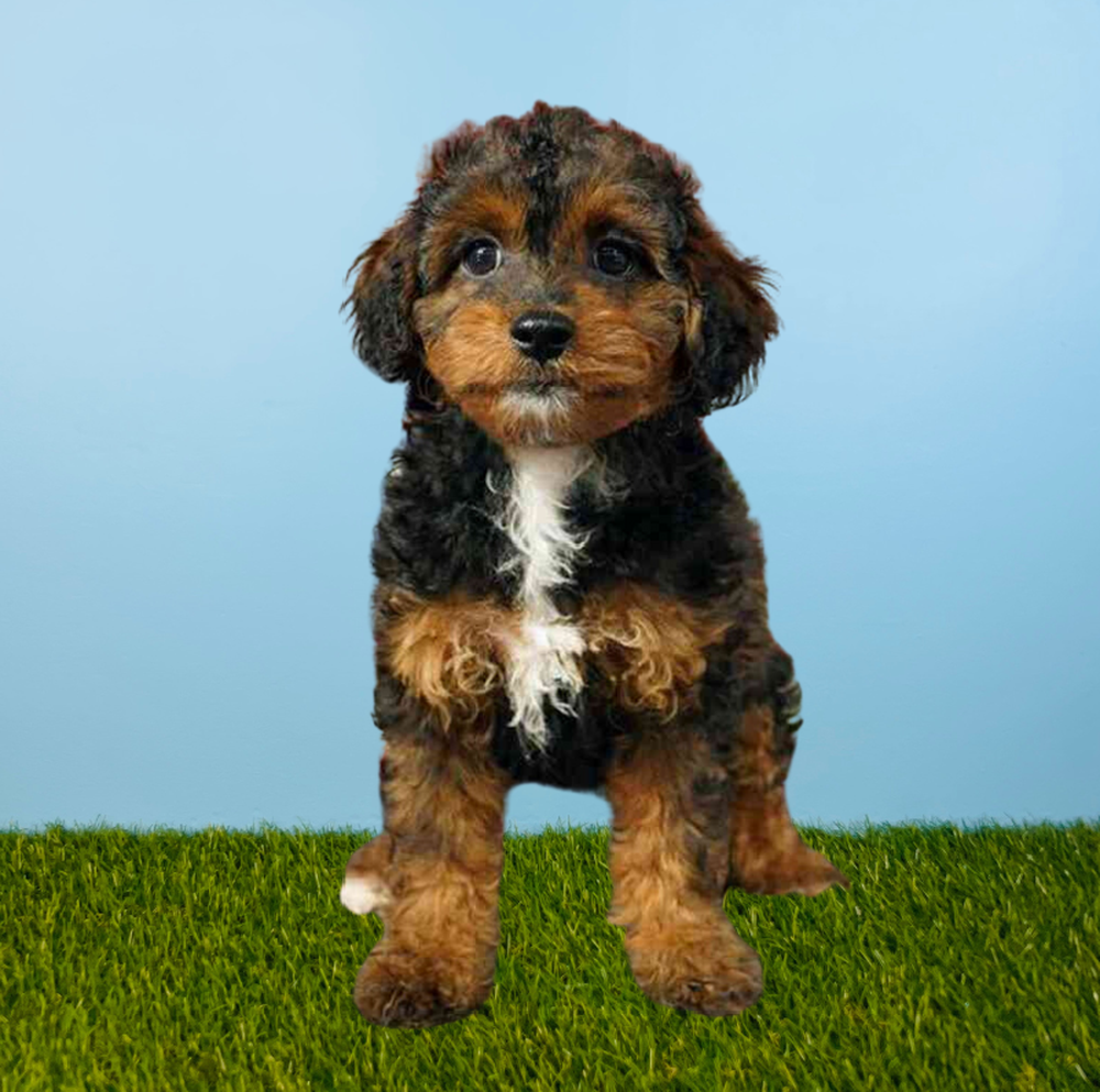 Female Cavapoo Puppy for Sale in Tolleson, AZ