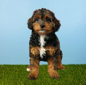 Cavapoo