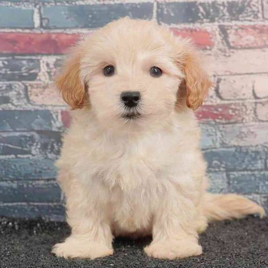 Maltipoo