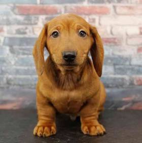 Dachshund