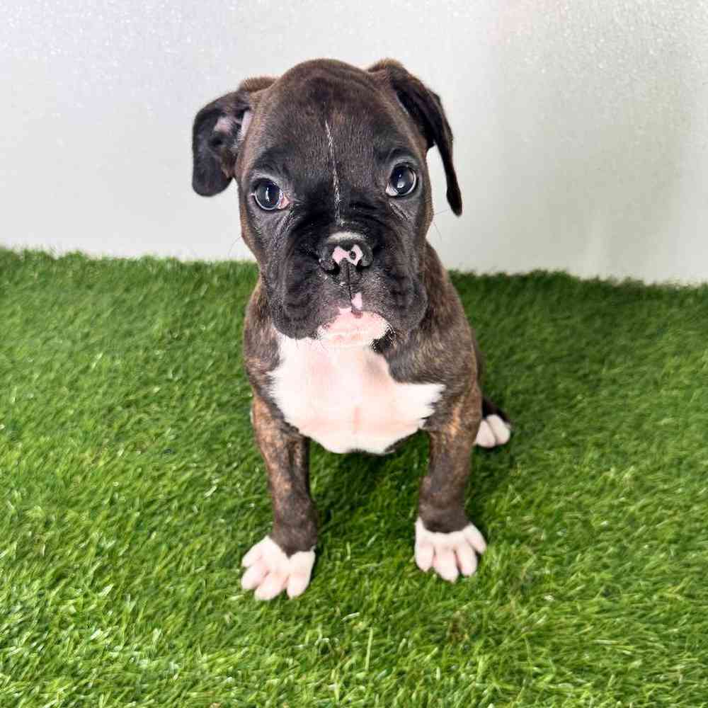Image of a pet breed in the gallery