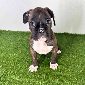 Boxer